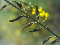 Adenocarpus complicatus 1, Saxifraga-Piet Zomerdijk